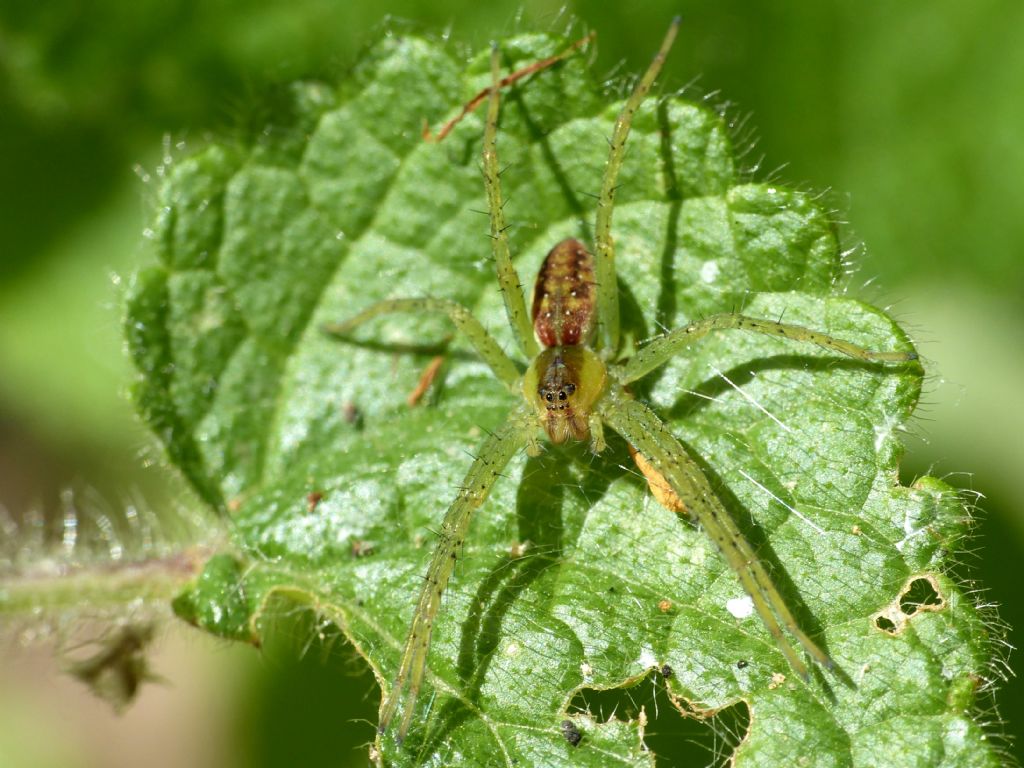 Dolomedes sp., giovane - Mediglia (MI)